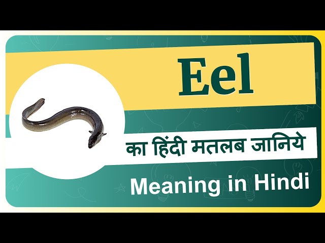 eel meaning in hindi - Hình 2