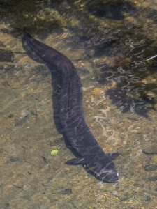 eel meaning in hindi