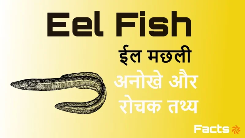 eel meaning in hindi - Hình 3