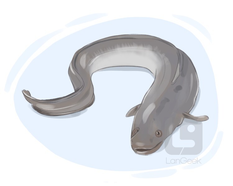 eel meaning in hindi - Hình 4