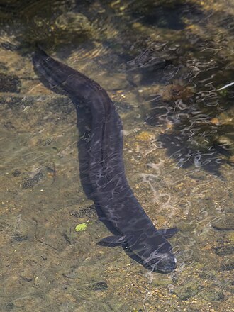 eel meaning in hindi - Hình 1