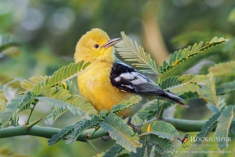 'Endangered' शब्द के पारिस्थितिक महत्व का अन्वेषण करें, जिसमें पारिस्थितिक तंत्र पर विलुप्त होने के खतरे में प्रजातियों के नुकसान के निहितार्थ शामिल हैं।
