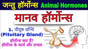 endocrinologist meaning in hindi 2