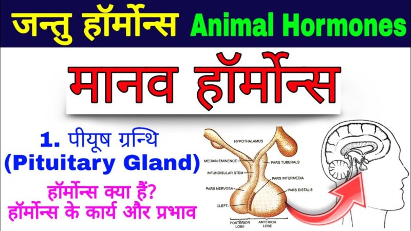 एंडोक्रिनोलॉजी क्या है? हार्मोन और ग्रंथियों की भूमिका
