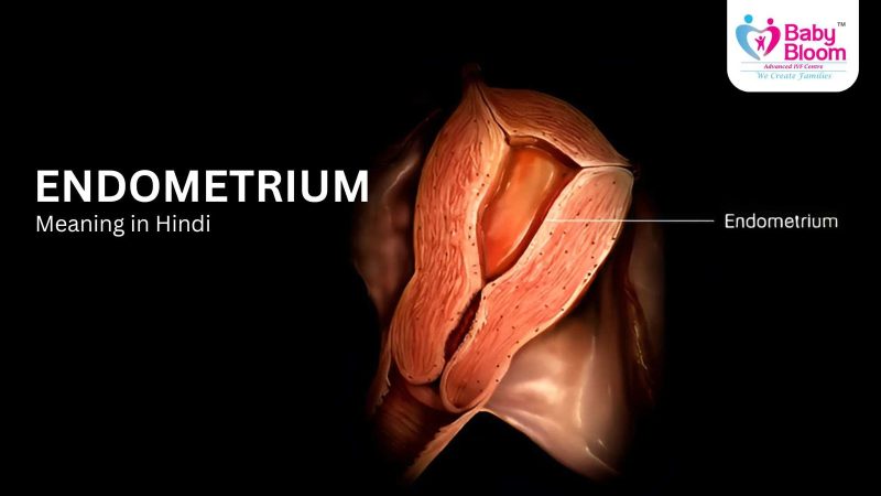 एंडोमेट्रियम का हिंदी में अर्थ: परिभाषा और बुनियादी बातें (Endometrium ka Hindi mein arth: Paribhasha aur buniyadi baatein)