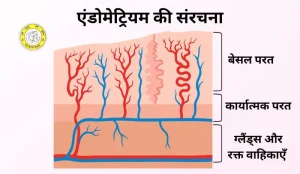 endometrium meaning in hindi 2