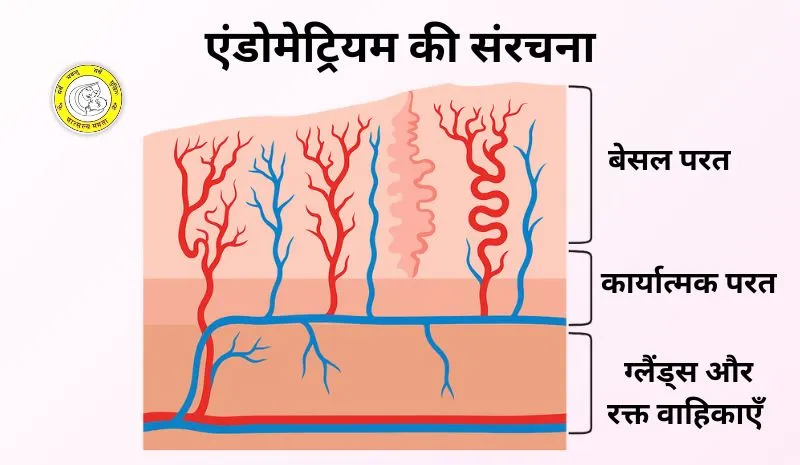 एंडोमेट्रियम चक्र: मासिक धर्म चक्र में भूमिका (Endometrium chakra: Masik dharm chakra mein bhumika)