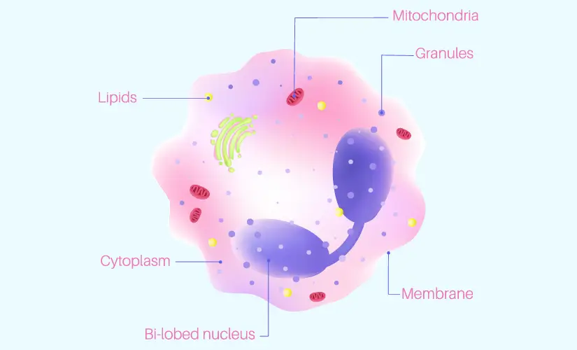 ईोसिनोफिल काउंट क्यों महत्वपूर्ण है? (Eosinophil Count Kyon Mahatvapurn Hai?)