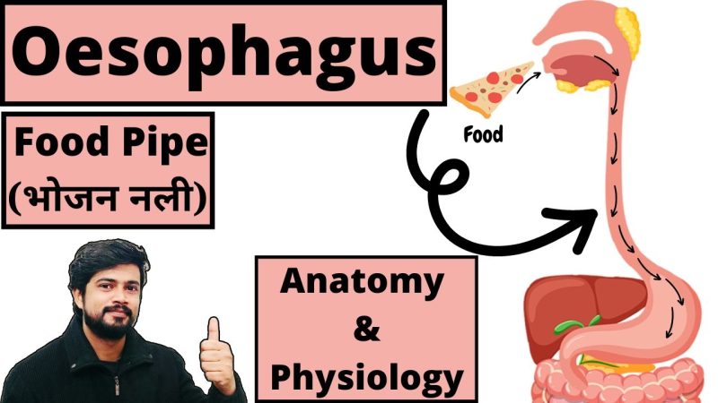 esophagus meaning in hindi 1