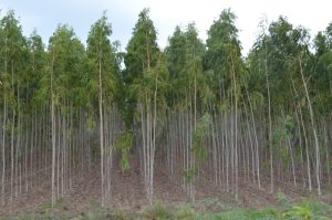 eucalyptus meaning in hindi 2