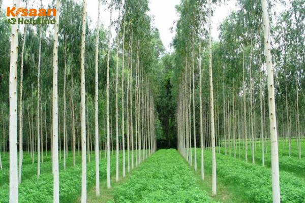हिंदी संस्कृति में यूकेलिप्टस: महत्व और प्रतीकवाद (हिंदी संस्कृति में यूकेलिप्टस: महत्व और प्रतीकवाद)