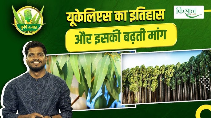 यूकेलिप्टस के समानार्थी और संबंधित शब्द हिंदी में (यूकेलिप्टस के समानार्थी और संबंधित शब्द हिंदी में)