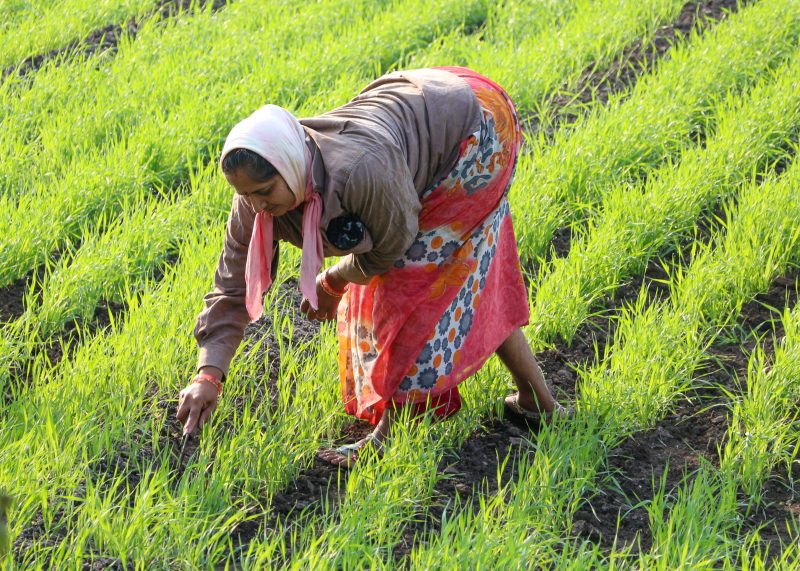 किसान का हिंदी में अर्थ: परिभाषा और मूल अवधारणा (Kisaan ka hindi mein arth: Paribhasha aur mool avdharna)
