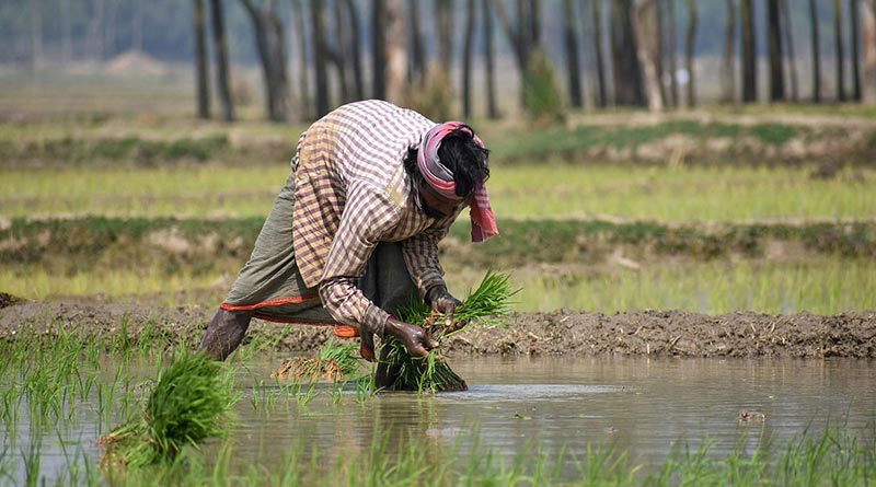 कृषि में किसान की भूमिका और महत्व (Krishi mein kisaan ki bhumika aur mahatva)