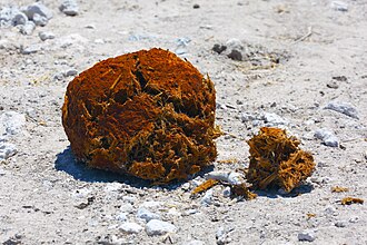feces meaning in hindi - Hình 2