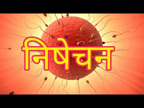 निषेचन क्या है? (Fertilization Meaning in Hindi)
