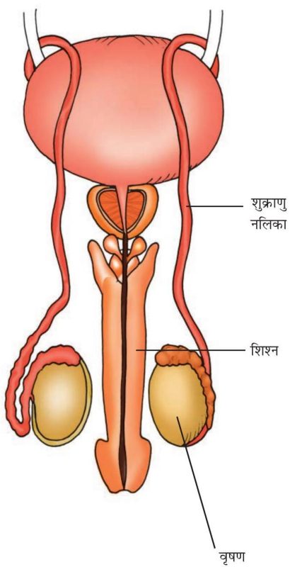 जानवरों और मनुष्यों में निषेचन