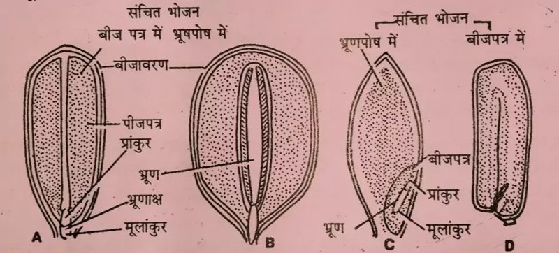 भ्रूण का हिंदी में अर्थ क्या है?