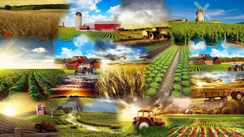 कृषि में फील्ड (Field): हिंदी में उपयोग और महत्व
