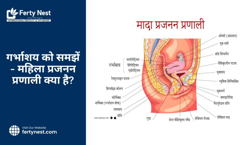 चिकित्सा और जीव विज्ञान में गर्भ (Foetus) का महत्व