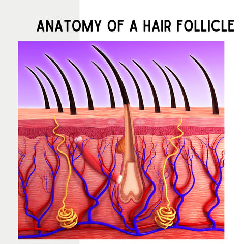 चिकित्सा और शरीर विज्ञान में रोम (Follicles): एक गहरी समझ