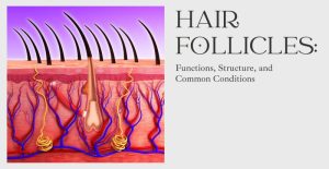 follicles meaning in hindi 4