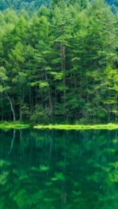 forest meaning in hindi 3