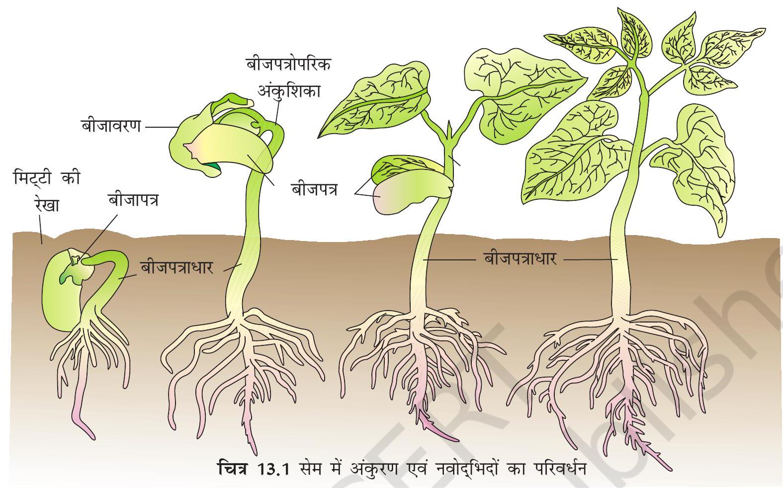 former meaning in hindi 2