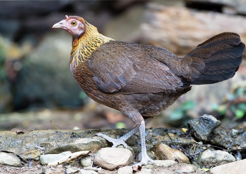 fowl meaning in hindi 1