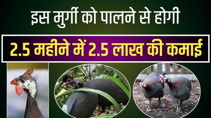 fowl meaning in hindi 3