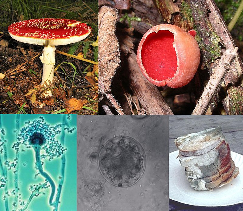 कवक (Fungi) क्या हैं? परिभाषा और मुख्य विशेषताएँ