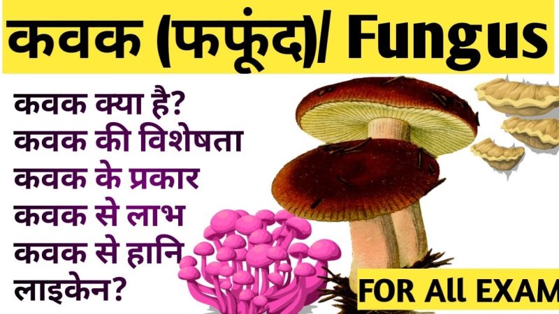 कवक के प्रमुख प्रकार और सामान्य उदाहरण
