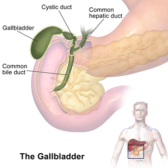 पित्ताशय की थैली का हिंदी में अर्थ (Gallbladder ka Hindi mein arth)