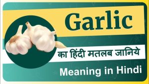 garlic meaning in hindi