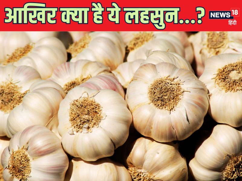 garlic meaning in hindi - Hình 3