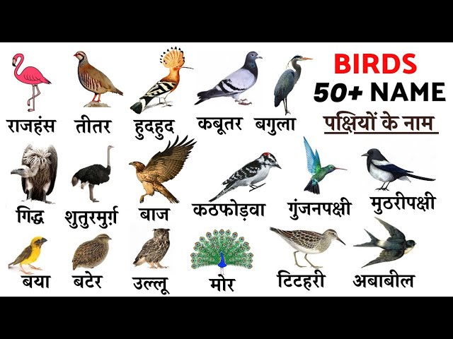 विभिन्न प्रकार के geese aur unke Hindi naam
