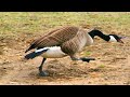 Geese se jude vyavhaar aur संस्कृतियाँ