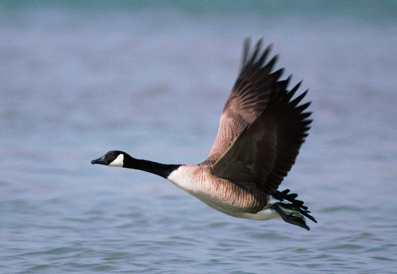 Geese ki mahatva: paryavaran aur संस्कृति में