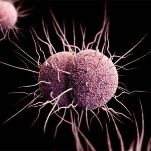 gonorrhea meaning in hindi 1