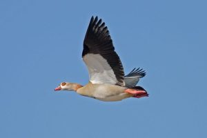 goose meaning in hindi 2