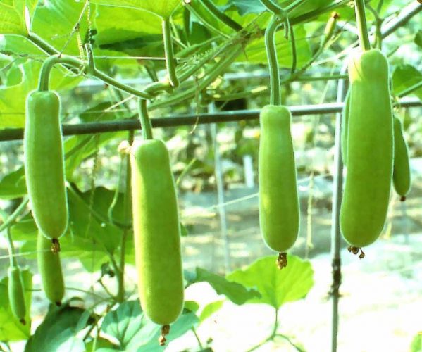 लौकी की खेती: हिंदी में जानकारी और तकनीक