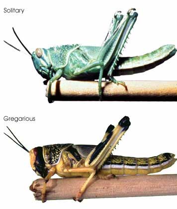 टिड्डी का हिंदी में अर्थ: एक व्यापक अवलोकन (Grasshopper ka Hindi mein arth: Ek vyaapak avalokan)