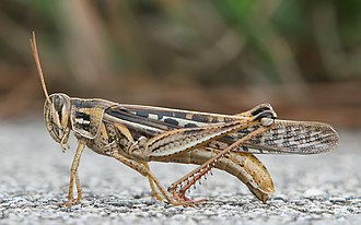टिड्डी: सांस्कृतिक और प्रतीकात्मक अर्थ (Grasshopper: Sanskritik aur prateekaatmak arth)