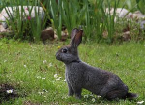 hare meaning in hindi 2