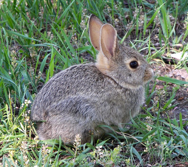 हिन्दी में हरे (Hare) के पर्यायवाची शब्द और संबंधित पद