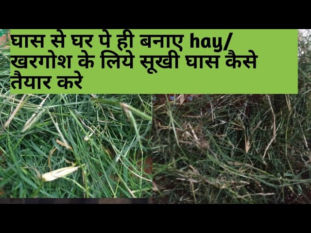 Hay का हिंदी में अर्थ (सूखी घास के संदर्भ में)