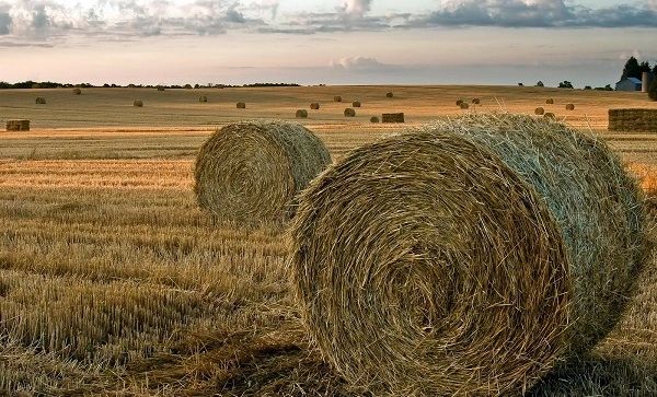 'Hay' (सूखी घास) और 'Hey' (संबोधन) के बीच अंतर