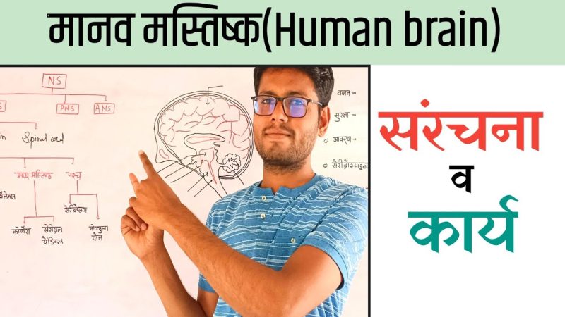 मस्तिष्क गोलार्ध: संरचना और कार्य (Mastishk Golardh: Sanrachna aur karya)