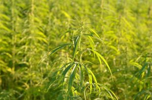 hemp meaning in hindi 1