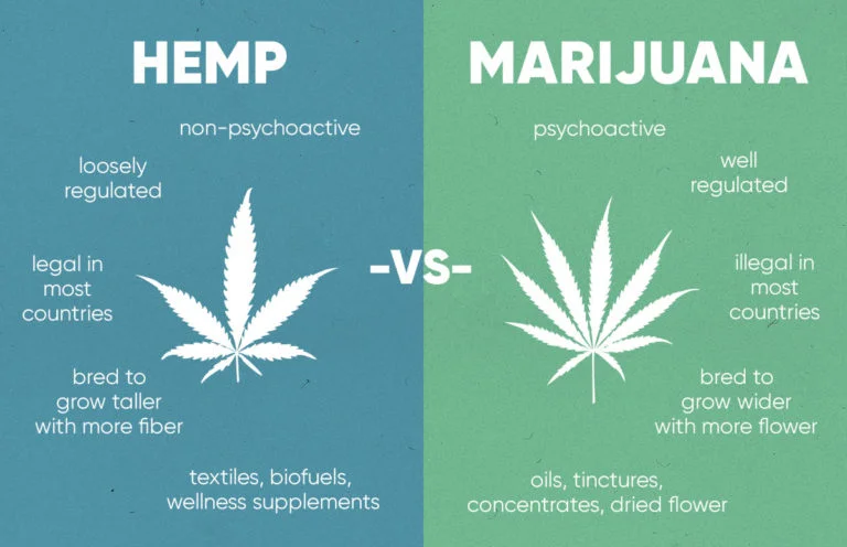 हेम्प, मारिजुआना और भांग में क्या अंतर है? (What is the difference between Hemp, Marijuana and Bhang?)
